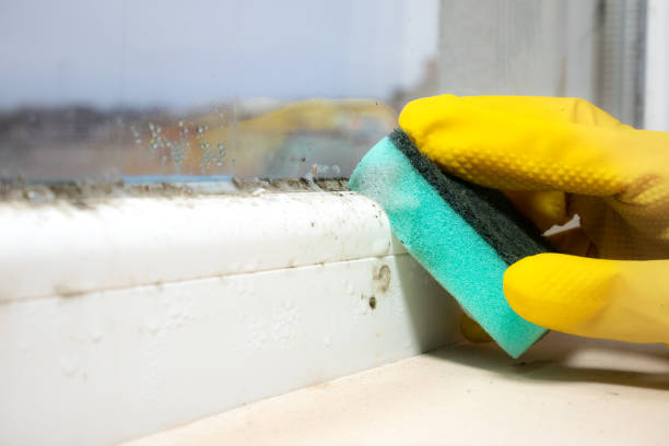 Best Kitchen Mold Remediation in Camp Verde, AZ