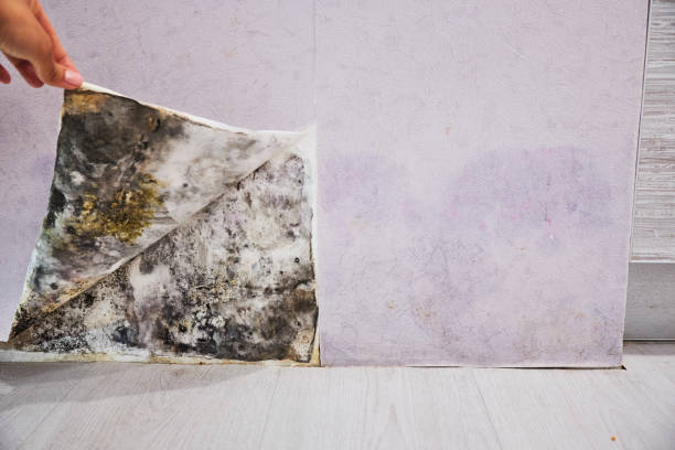 Best Mold Testing and Inspection Services in Camp Verde, AZ